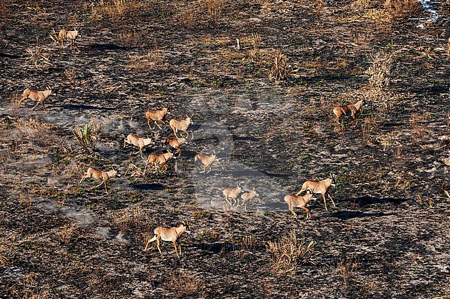 Aerial view of a herd of roan antelopes, Hippotragus equinus, running. Okavango Delta, Botswana. stock-image by Agami/Sergio Pitamitz,