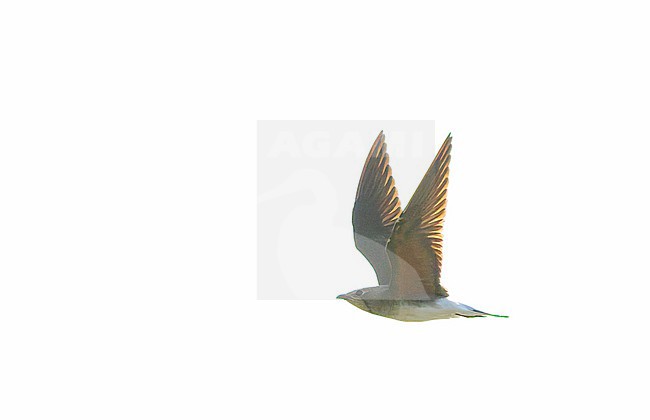 Collared pratincole, Glareola pratincola, wintering in Gujarat, India. stock-image by Agami/Marc Guyt,