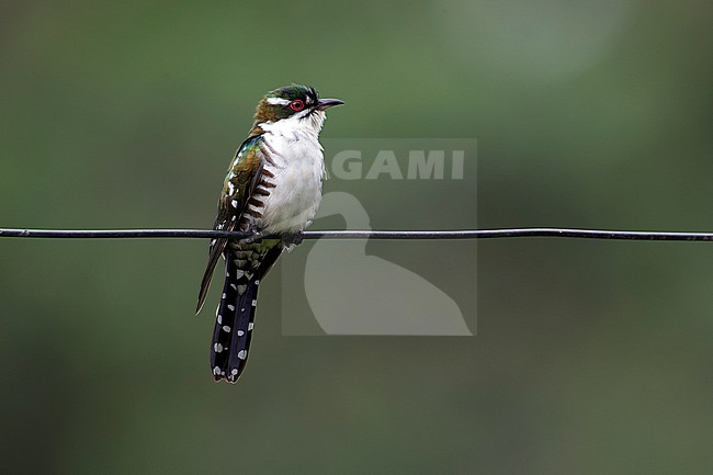 Adult Diederik Cuckoo (Chrysococcyx caprius) perched on a wire. stock-image by Agami/David Monticelli,