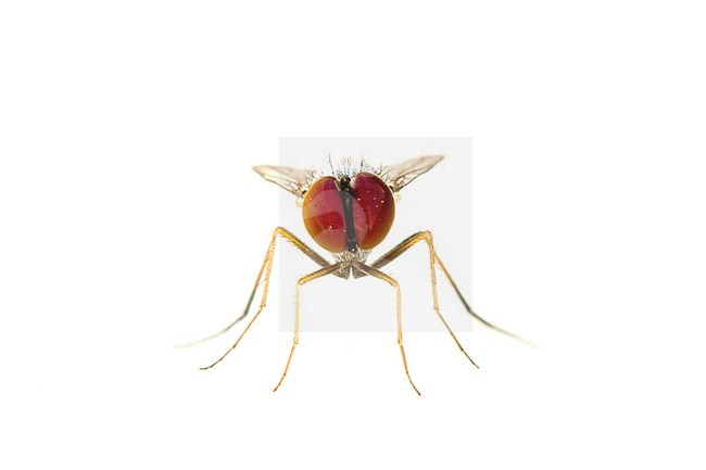 Argyra leucocephala stock-image by Agami/Wil Leurs,