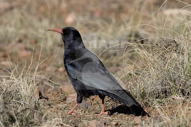 Red-billed Chough adult perched; Alpenkraai volwassen stock-image by Agami/Daniele Occhiato,