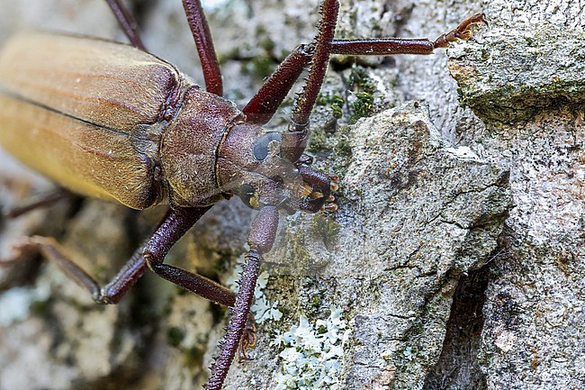 Megopis scabricorne - Körnerbock, Germany (Baden-Württemberg), imago, male stock-image by Agami/Ralph Martin,