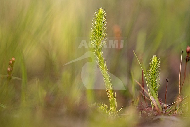 Marsh Clubmoss, Lycopodiella inundata stock-image by Agami/Wil Leurs,