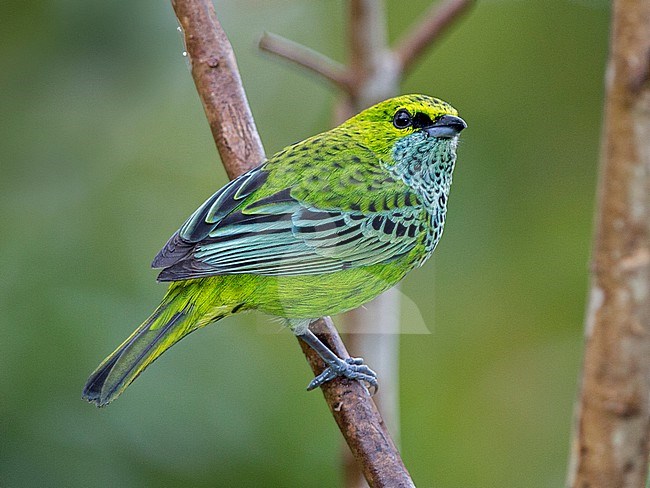 Speckled Tanager (Ixothraupis guttata) at ProAves Chestnut-capped Piha Reserve, Anorí, Antioquia, Colombia. stock-image by Agami/Tom Friedel,