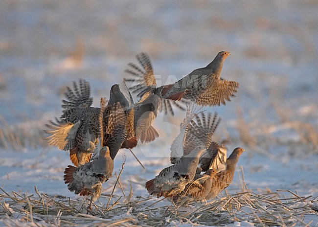 Grey Partridge flying; Patrijs vliegend stock-image by Agami/Jari Peltomäki,