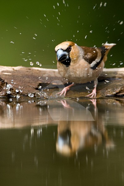Appelvink bij de drinkplaats; Hawfinch at drinking site stock-image by Agami/Marc Guyt,