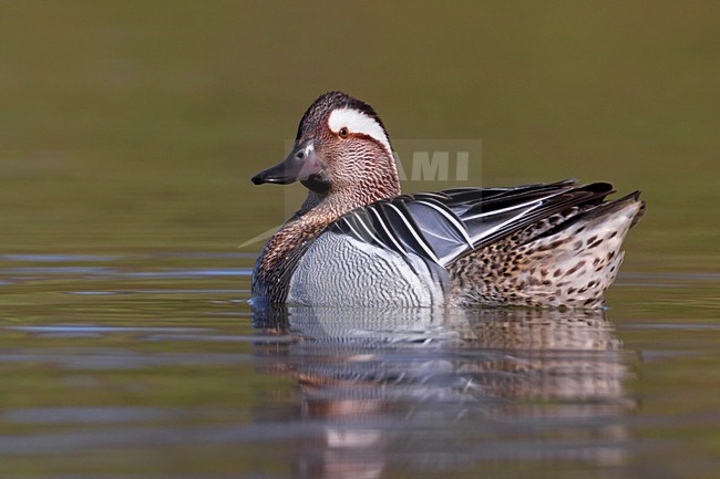 Mannetje Zomertaling; Male Garganey stock-image by Agami/Daniele Occhiato,