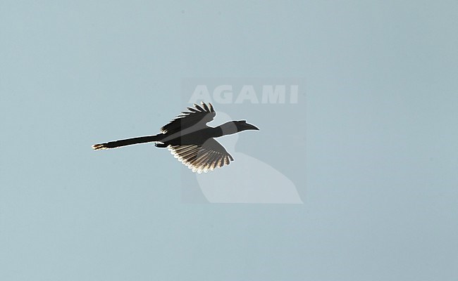 Indian Grey Hornbill (Ocyceros birostris) in flight at Kanha NP, India stock-image by Agami/Helge Sorensen,