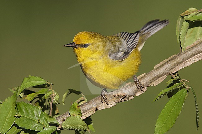 Volwassen mannetje Blauwvleugelzanger, Adult male Blue-winged Warbler stock-image by Agami/Brian E Small,