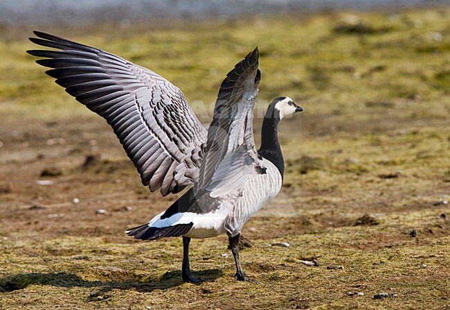 Barnacle Goose, Brandgans stock-image by Agami/Marc Guyt,