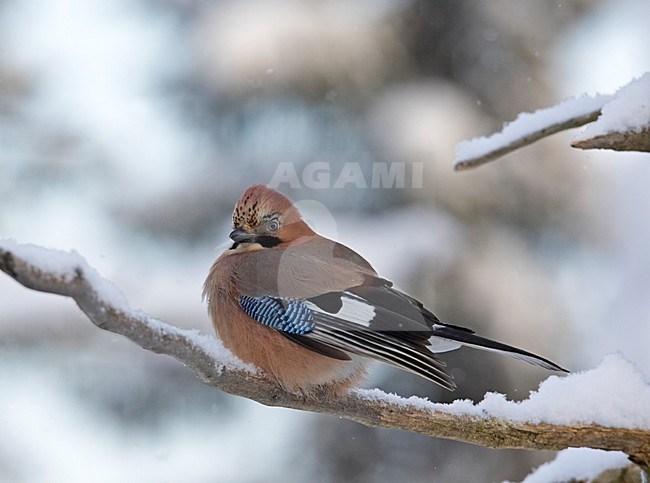 Eurasian Jay perched on a snow covered branch; Vlaamse Gaai zittend op een besneeuwde tak stock-image by Agami/Markus Varesvuo,