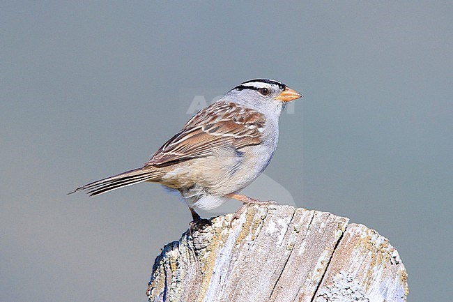 White-crowned Sparrow (Zonotrichia leucophrys) taken the 10/06/2022 at Nome - Alaska. stock-image by Agami/Nicolas Bastide,