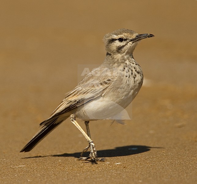 Greater Hoopoe Lark adult standing; Witbandleeuwerik volwassen staand stock-image by Agami/Harvey van Diek,
