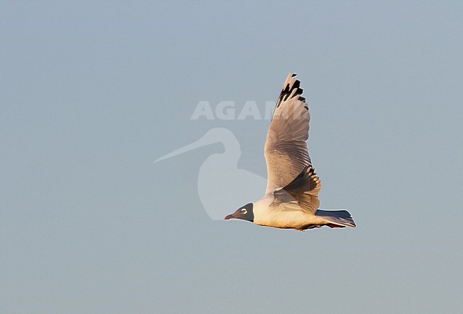 Relictmeeuw in vlucht; Relict Gull (Ichthyaetus relictus) flying stock-image by Agami/James Eaton,