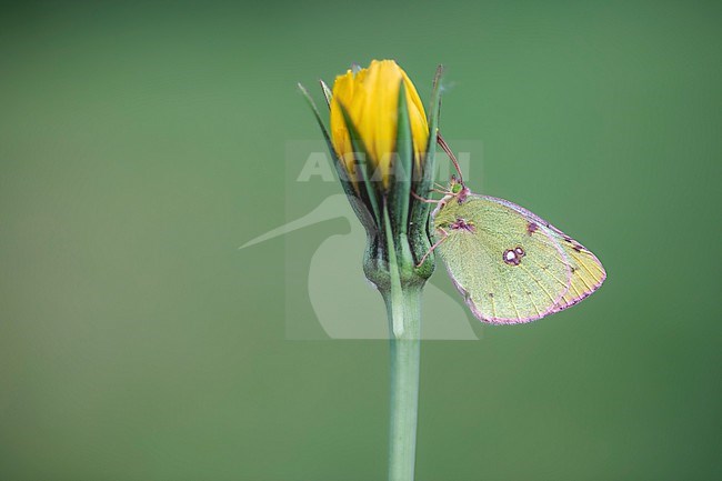 Pale Clouded Yellow, Colias hyale stock-image by Agami/Wil Leurs,