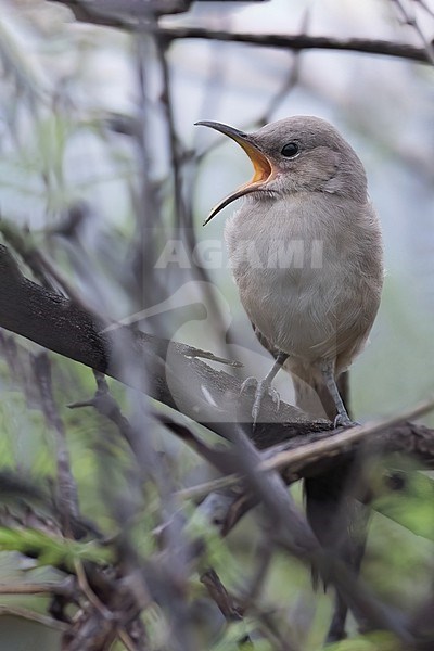 Le Conte's Thrasher (Toxostoma lecontei) perched in a tree and calling stock-image by Agami/Dubi Shapiro,