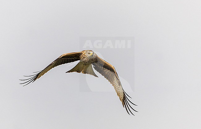 Red Kite (Milvus milvus) in Spain. Second calender year. stock-image by Agami/Marc Guyt,