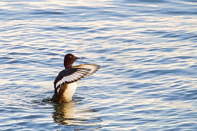 Witoogeend; Ferruginous Duck; Aythya nyroca stock-image by Agami/Menno van Duijn,