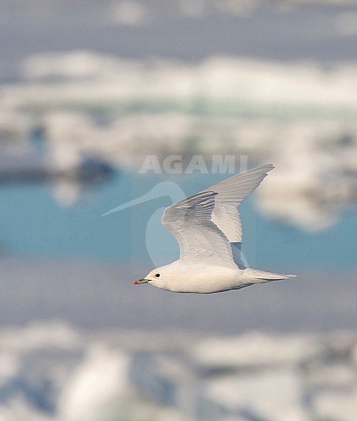 Ivory Gull (Pagophila eburnea) on Svalbard, arctic Norway. stock-image by Agami/Marc Guyt,
