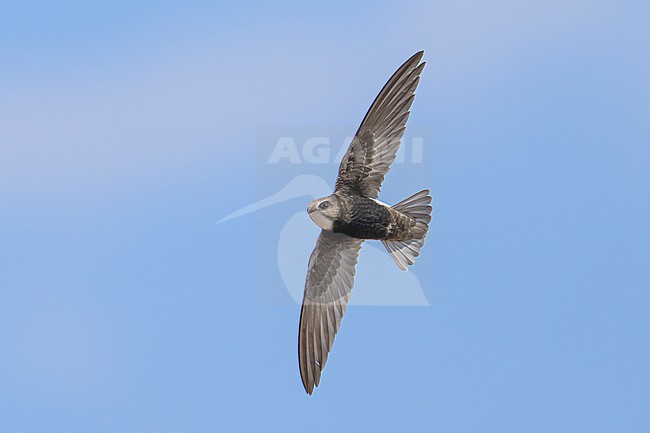 Little Swift (Apus affinis) flying against blue sky in Namibia. stock-image by Agami/Marcel Burkhardt,