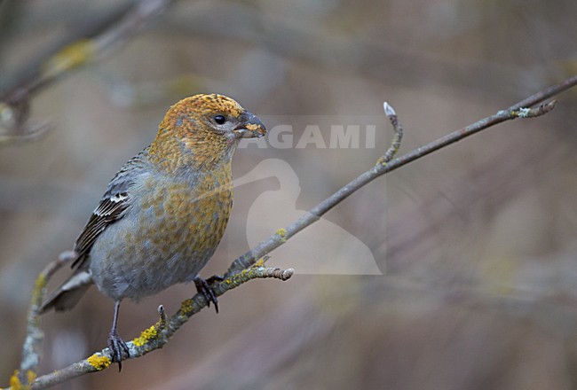 Foeragerend vrouwtje Haakbek, Foraging female Pine Grosbeak stock-image by Agami/Markus Varesvuo,