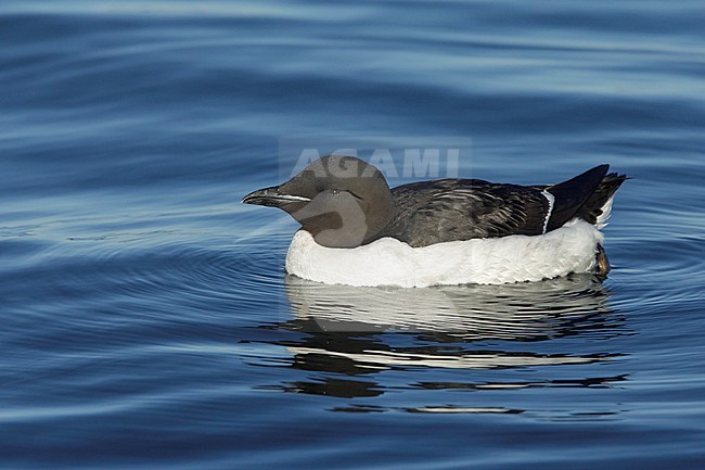 Adult Pacific Thick-billed Murre (Uria lomvia arra) in breeding plumage offshore Seward Peninsula, Alaska in the Untited States. stock-image by Agami/Brian E Small,