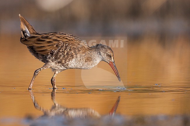 Western Water Rail - Wasserralle - Rallus aquaticus ssp. aquaticus, Greece, juvenile stock-image by Agami/Ralph Martin,