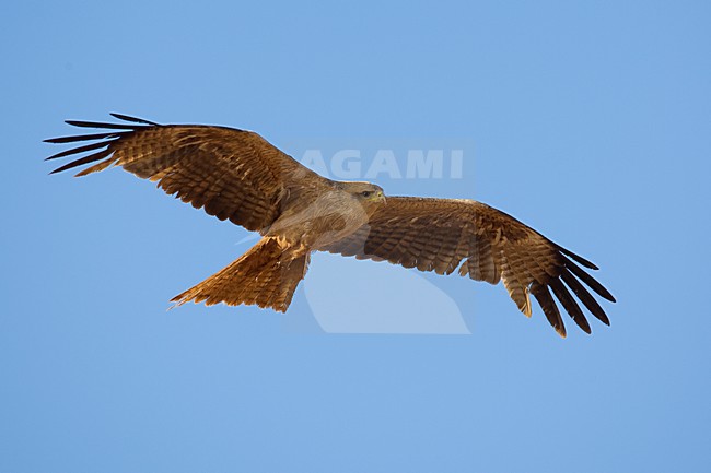 Geelsnavelwouw in de vlucht; Yellow-billed Kite in flight stock-image by Agami/Daniele Occhiato,