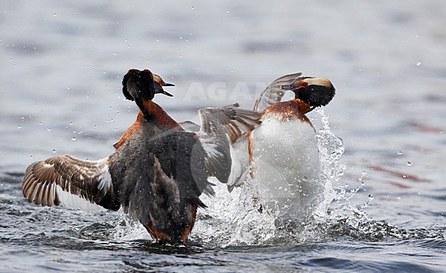 Kuifduiker vechtend; Horned Grebe fighting stock-image by Agami/Markus Varesvuo,