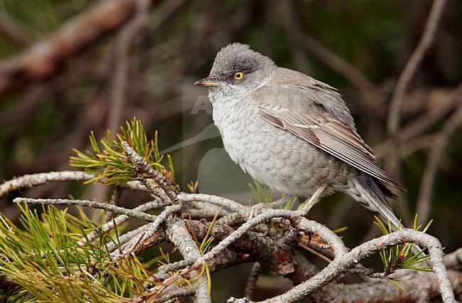Sperwergrasmus in een conifeer; Barred Warbler perched in a conifer stock-image by Agami/Markus Varesvuo,
