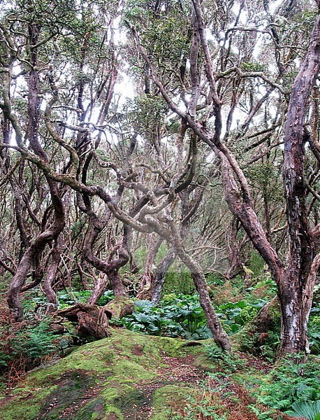 Old growth woodland of Southern Rata (Metrosideros umbellata) on Enderby Island, part of the Auckland Islands, New Zealand. The island is cleared of introduced species stock-image by Agami/Marc Guyt,