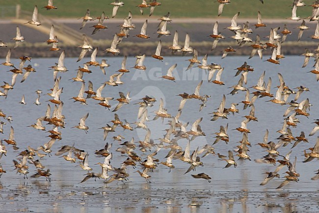 Bar-tailed Godwit flock flying; Rosse Grutto groep vliegend stock-image by Agami/Arie Ouwerkerk,