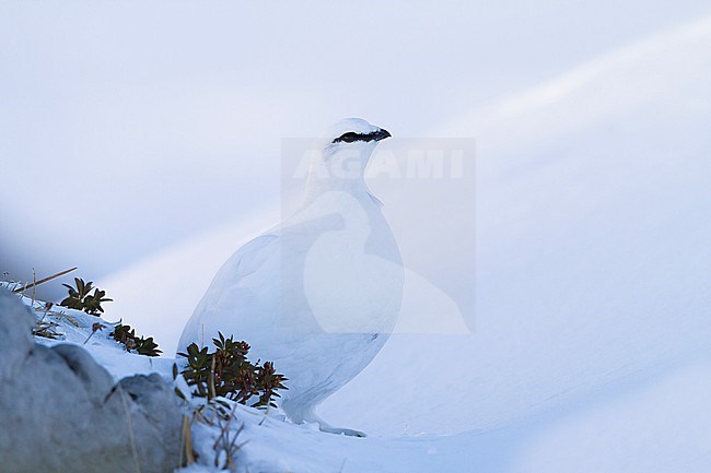 Rock Ptarmigan - Alpenschneehuhn - Lagopus muta ssp. helvetica, Germany, adult male stock-image by Agami/Ralph Martin,