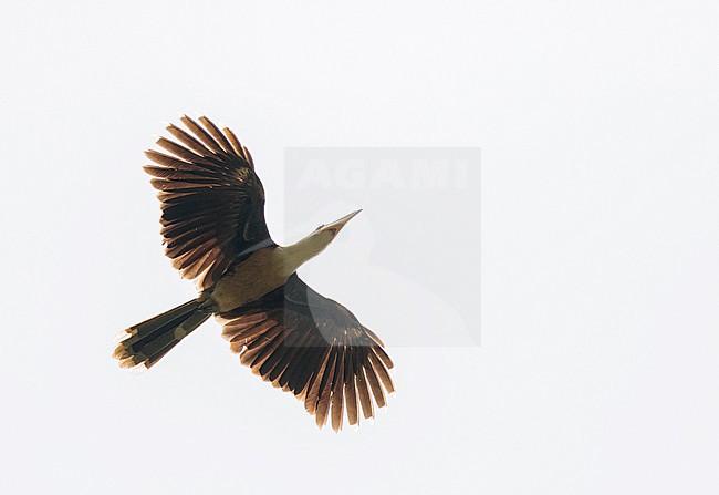 Austen's Brown Hornbill (Anorrhinus austeni) in Vietnam. Flying overhead. stock-image by Agami/Pete Morris,
