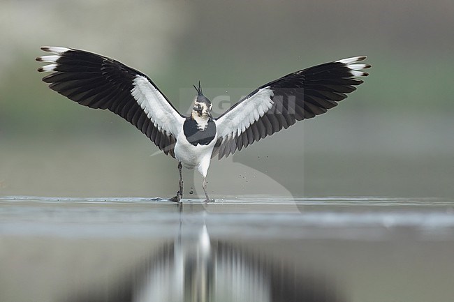 Lapwing with wings spread stock-image by Agami/Han Bouwmeester,