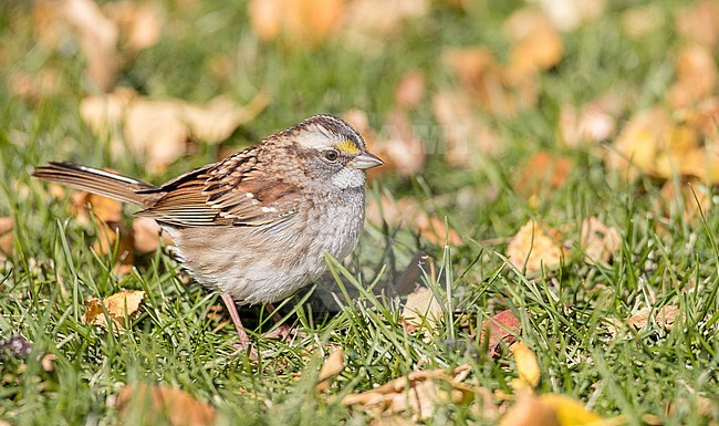 First-winter White-throated Sparrow (Zonotrichia albicollis) standing on the ground during autumn migration in Quebec, Canada. stock-image by Agami/Ian Davies,