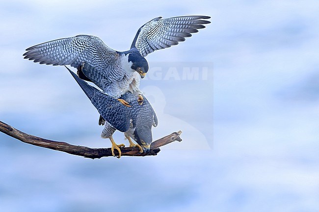 Adult American Peregrine Falcon (alco peregrinus anatum) at Point Fermin in California, United States. pair of falcon's mating. stock-image by Agami/Dubi Shapiro,