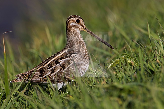 Watersnip in het gras, Common Snipe in grass stock-image by Agami/Daniele Occhiato,