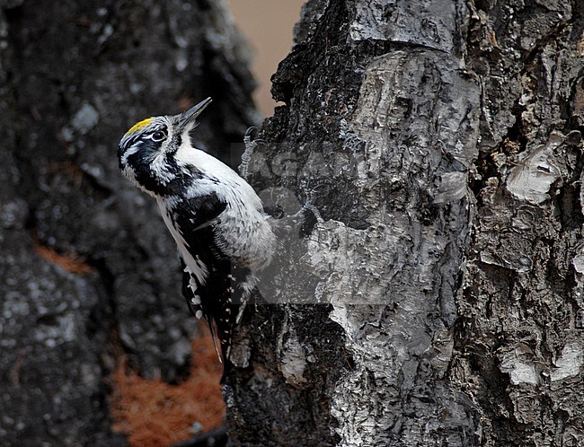 Three-toed Woodpecker (Picoides tridactylus) in Mongolia stock-image by Agami/Rene Pop ,