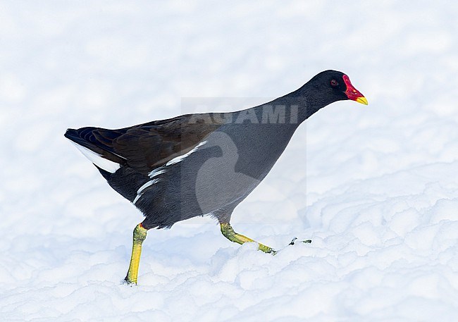 Common Moorhen, Gallinula chloropus, during winter at Katwijk, Netherlands. stock-image by Agami/Marc Guyt,