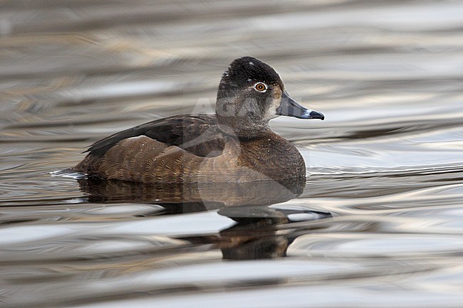 Ring-necked Duck (Aythya collaris) swimming on a pond in Victoria, BC, Canada. stock-image by Agami/Glenn Bartley,