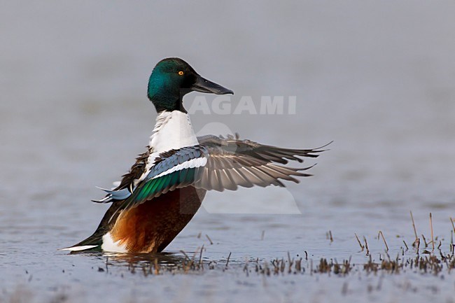 Mannetje Slobeend fladderend; Male European Shoveler flapping stock-image by Agami/Daniele Occhiato,