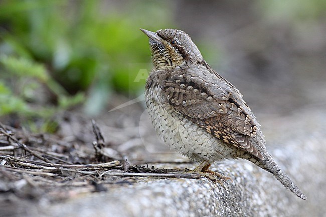 Draaihals tijdens de trek; Eurasian Wryneck on migration stock-image by Agami/Chris van Rijswijk,