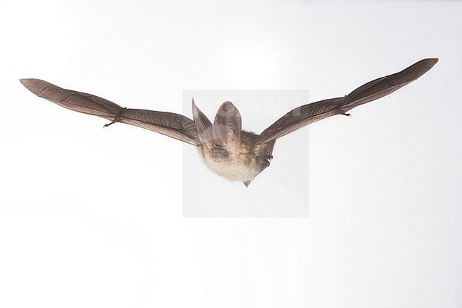 Gewone Grootoorvleermuis vliegend, Brown long-eared bat flying, stock-image by Agami/Theo Douma,