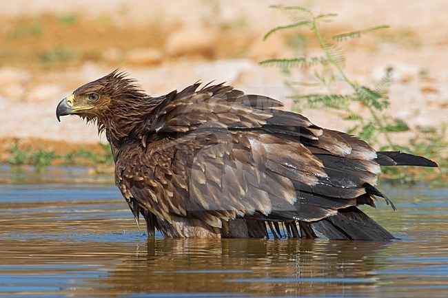 Juveniele Keizerarend bij drinkplaats; Juvenile Asian Imperial Eagle at water hole stock-image by Agami/Daniele Occhiato,