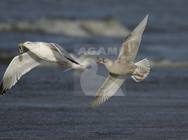 Iceland Gull immature flying, Kleine Burgemeester onvolwassen vliegend stock-image by Agami/Menno van Duijn,