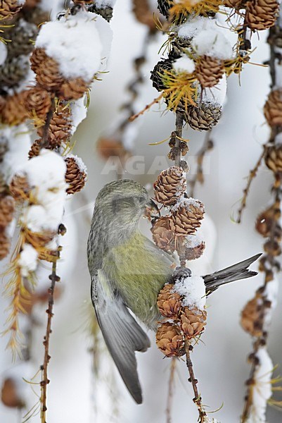 Foeragerende Witbandkruisbek in de winter ; Foraging Two-barred Crossbill in winter stock-image by Agami/Markus Varesvuo,
