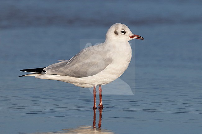 Black-headed Gull (Chroicocephalus ridibundus), side view of an adult in winter plumage standing on the shore, Campania, Italy stock-image by Agami/Saverio Gatto,