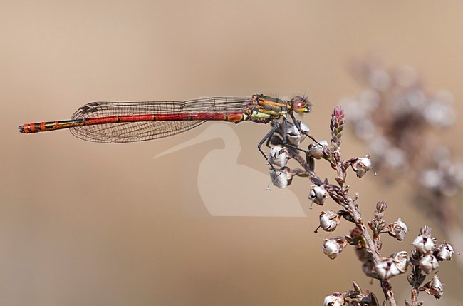 Imago Vuurjuffer; Adult Large Red Damselfly; stock-image by Agami/Fazal Sardar,