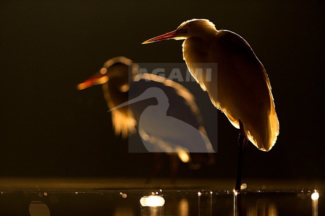 Grote Zilverreiger, Great Egret stock-image by Agami/Bence Mate,